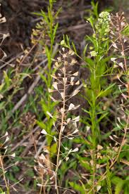 Attēlu rezultāti vaicājumam “Capsella bursa-pastoris flower”