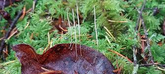 Attēlu rezultāti vaicājumam “Typhula setipes”