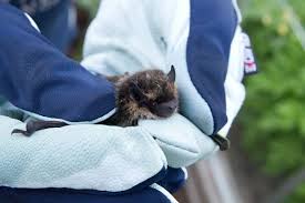 Attēlu rezultāti vaicājumam “Eptesicus nilssonii”