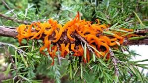 Attēlu rezultāti vaicājumam “Gymnosporangium sp.”