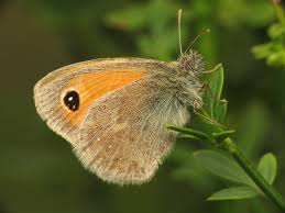 Attēlu rezultāti vaicājumam “Coenonympha pamphilus”