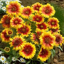 Image result for Gaillardia
