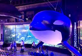 Image result for Ilfracombe Orcas Octopush Club