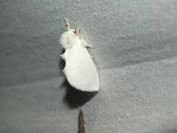 Attēlu rezultāti vaicājumam “Leucodonta bicoloria”