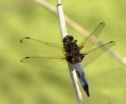 Attēlu rezultāti vaicājumam “Libellula fulva male”