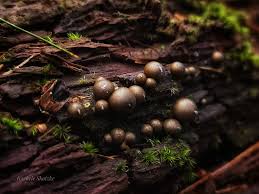 Attēlu rezultāti vaicājumam “Lycogala cf. fossiculatum”