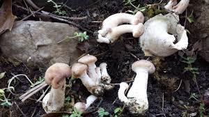 Attēlu rezultāti vaicājumam “Stropharia hornemannii”