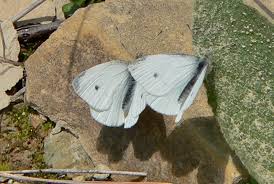 Attēlu rezultāti vaicājumam “Pieris rapae underside”