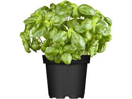 Image result for Basilikum