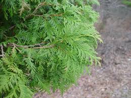Attēlu rezultāti vaicājumam “Thuja occidentalis”