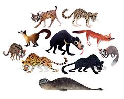 Attēlu rezultāti vaicājumam “Carnivora”