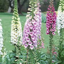 Image result for Digitalis purpurea
