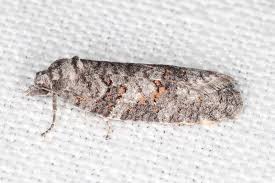 Attēlu rezultāti vaicājumam “Eana incanana”