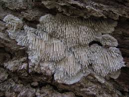 Attēlu rezultāti vaicājumam “Radulomyces confluens”