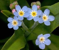 Attēlu rezultāti vaicājumam “Myosotis”