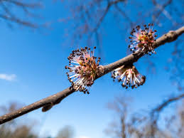 Attēlu rezultāti vaicājumam “Ulmus glabra flower”