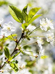 Attēlu rezultāti vaicājumam “Prunus avium flower”