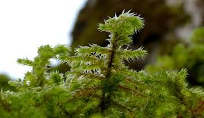 Attēlu rezultāti vaicājumam “Rhytidiadelphus”