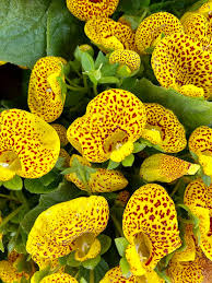 Image result for Calceolaria