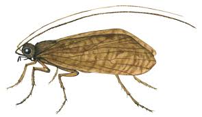 Attēlu rezultāti vaicājumam “Chaetopteryx villosa”