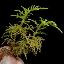 Attēlu rezultāti vaicājumam “Hylocomiastrum umbratum”