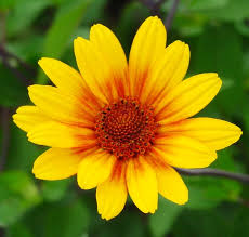 Image result for Heliopsis scabra