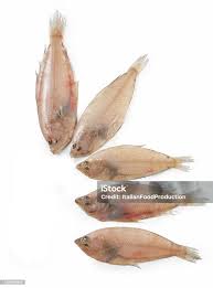 Image result for Platichthys flesus