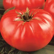 Afbeeldingsresultaat voor mortgage lifter bicolor strain tomato