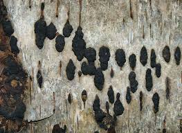 Attēlu rezultāti vaicājumam “Hypoxylon multiforme”