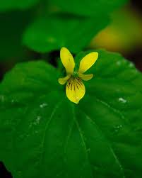 Attēlu rezultāti vaicājumam “Viola collina leaf”