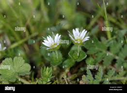 Attēlu rezultāti vaicājumam “Cerastium semidecandrum leaf”