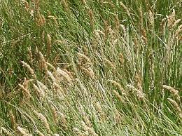Attēlu rezultāti vaicājumam “Calamagrostis stricta”