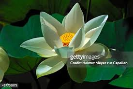 Attēlu rezultāti vaicājumam “Lotus sp. flower”