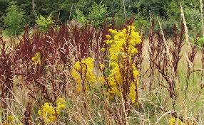 Attēlu rezultāti vaicājumam “Polygonaceae”
