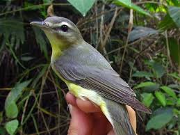 Image result for Vireo philadelphicus