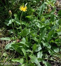 Attēlu rezultāti vaicājumam “Leontodon hispidus”