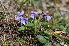 Attēlu rezultāti vaicājumam “Viola reichenbachiana flower”