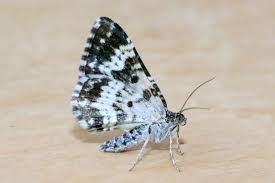 Attēlu rezultāti vaicājumam “Epirrhoe tristata imago”