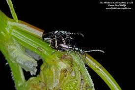 Attēlu rezultāti vaicājumam “Altica sp.”