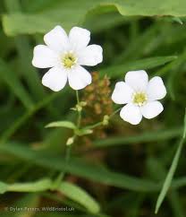Image result for Gypsophila elegans