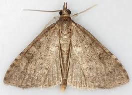 Attēlu rezultāti vaicājumam “Udea prunalis”