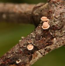 Attēlu rezultāti vaicājumam “Corticium roseum”