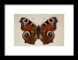 Attēlu rezultāti vaicājumam “Inachis io”