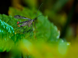 Attēlu rezultāti vaicājumam “Panorpa communis imago”