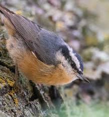 Image result for Sitta canadensis