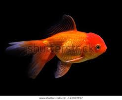 Attēlu rezultāti vaicājumam “Carassius auratus”