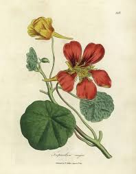 Image result for Tropaeolum majes