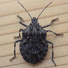 Attēlu rezultāti vaicājumam “Badhamia affinis”