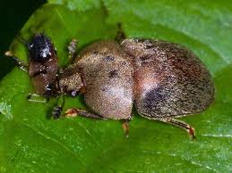 Attēlu rezultāti vaicājumam “Cychramus variegatus”