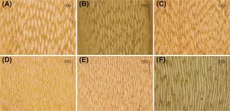 Attēlu rezultāti vaicājumam “Plagiothecium nemorale”